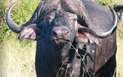 Issue July – September 2016