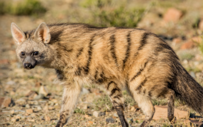 Issue April – June 2018