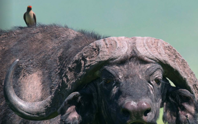 Issue January – March 2019