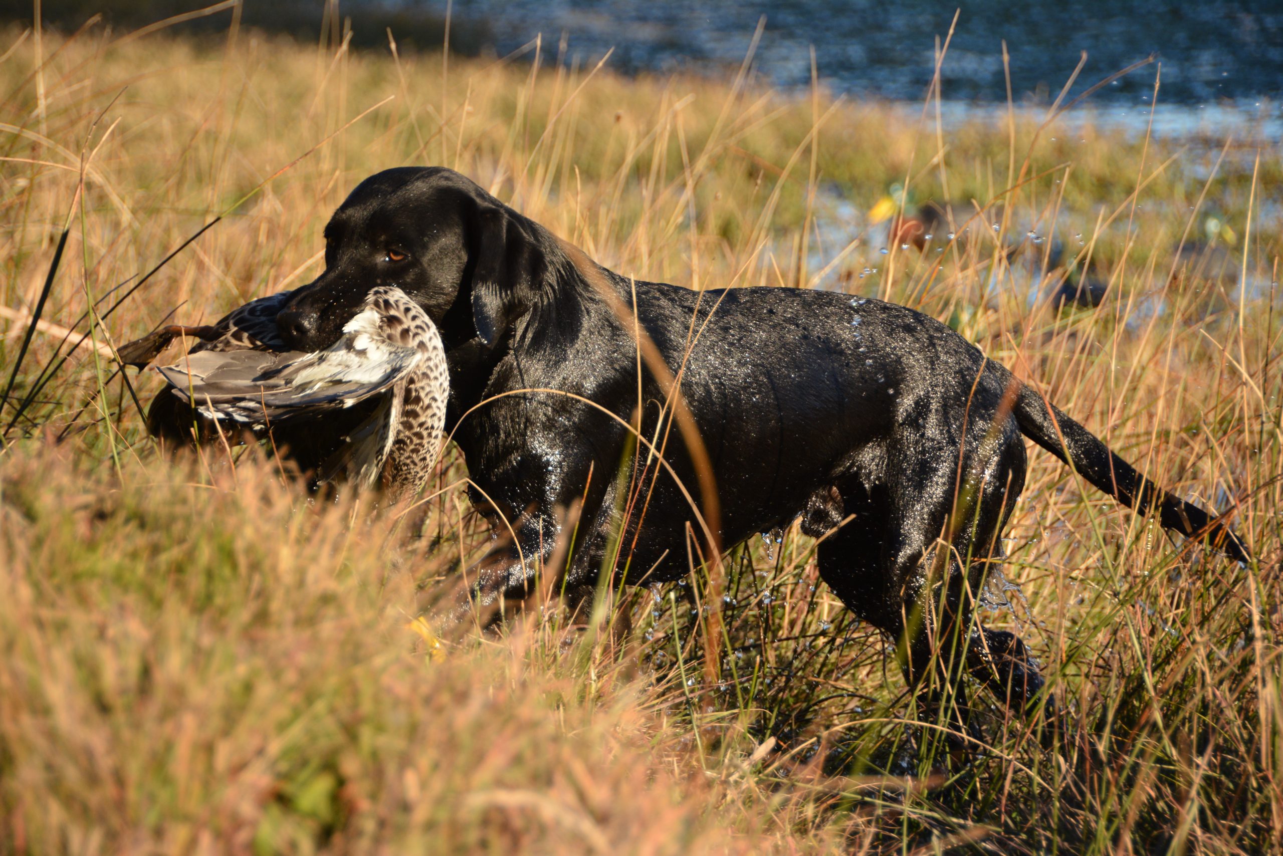 – It always help to have a Labrador retriever as a hunting companion.
