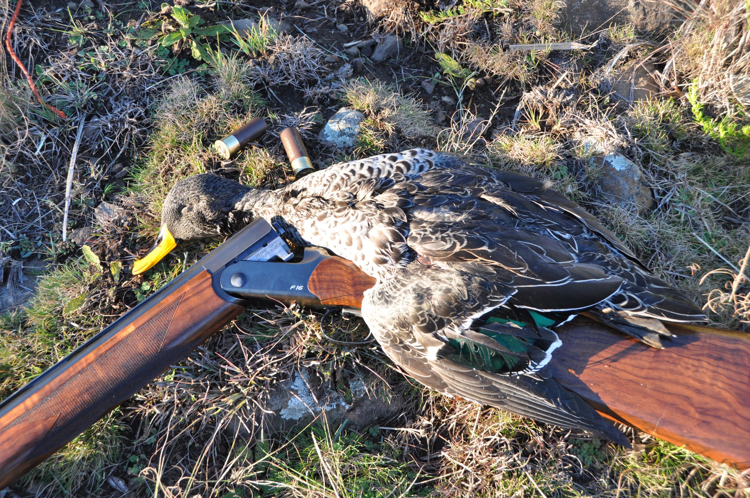The yellow-billed duck is about the same size as the mallard so common in North America.