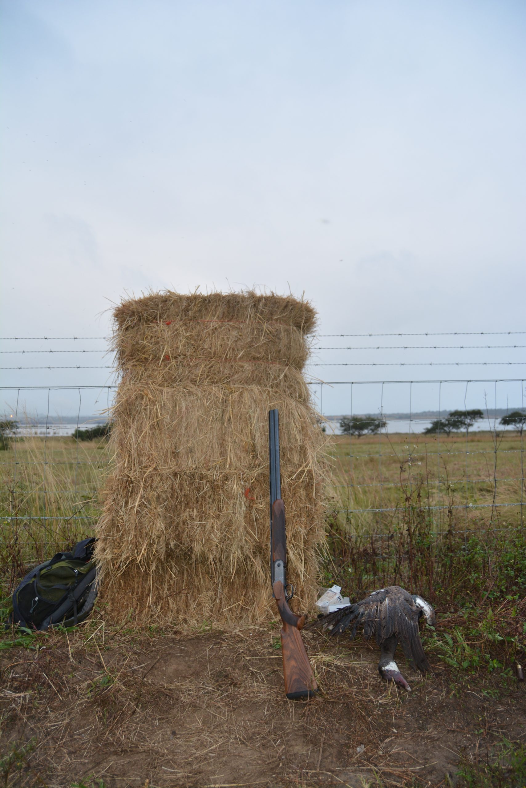 Bales along the fenceline proved to be the perfect blind for ambushing approaching geese.