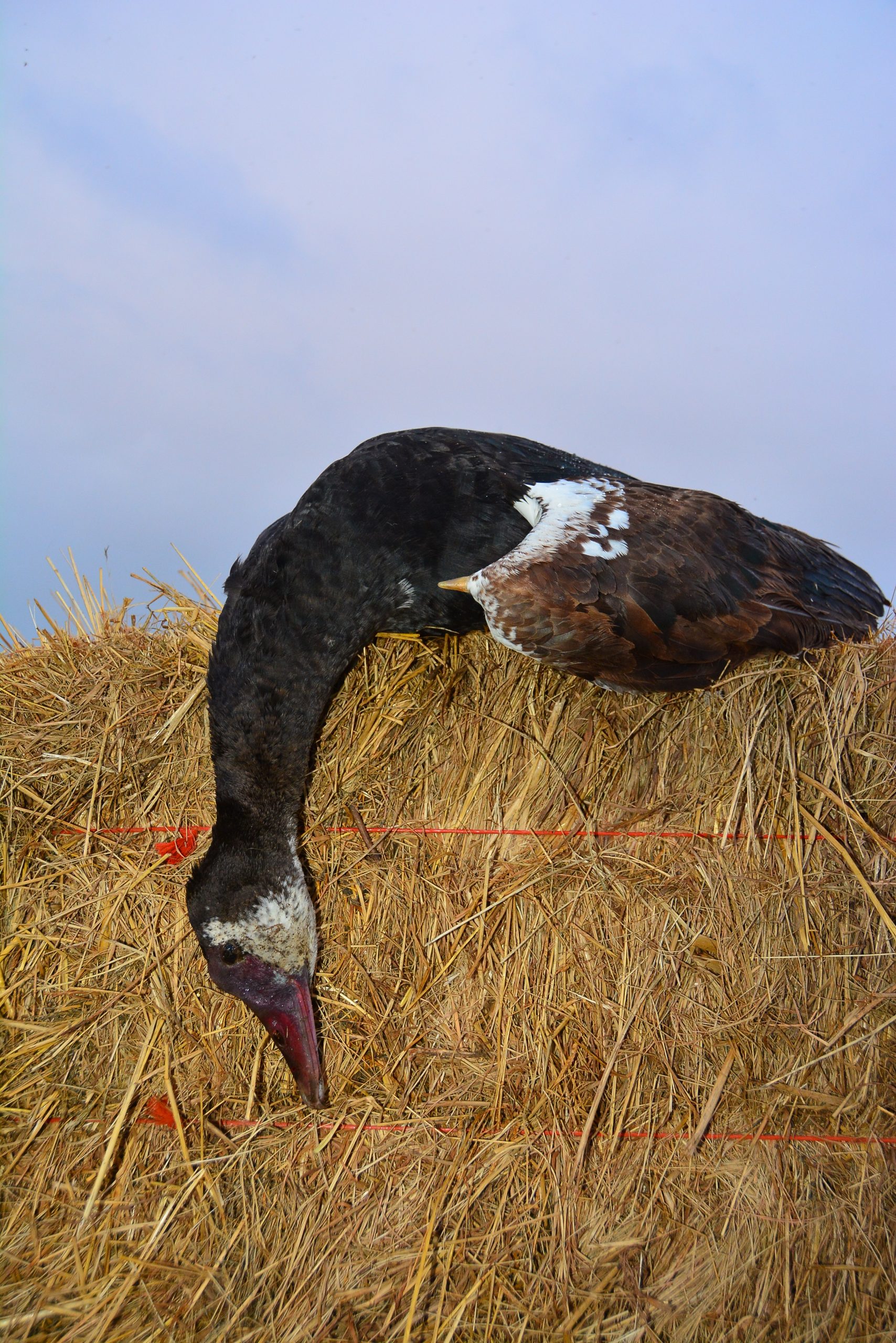 The spur-winged goose is the largest goose on earth, often almost 20 pounds.