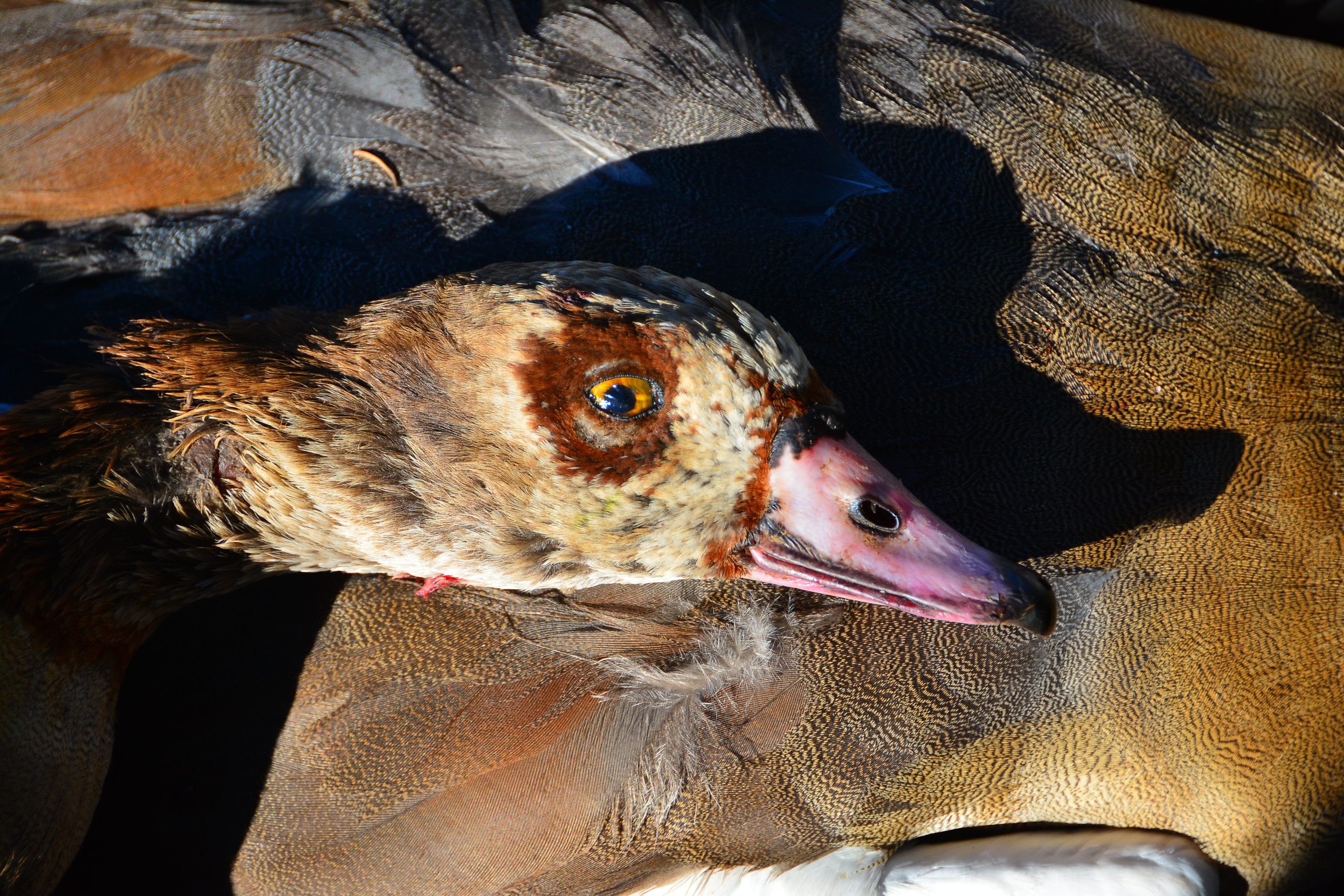 Egyptian geese were more plentiful on our hunt than were the larger spurwings.