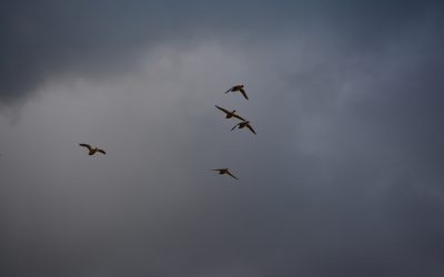 Waterfowling Africa Style – Size Matters
