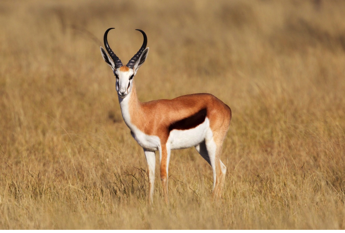 African springbok