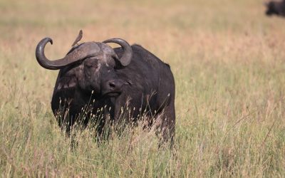 “Did you hear the Oxpecker?”