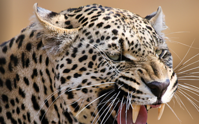 Issue October – December 2019