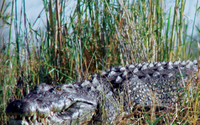 Issue July – September 2019