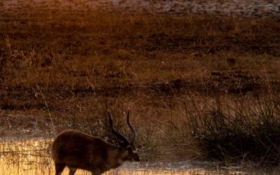 Issue April – September 2020