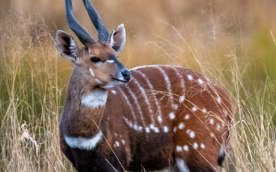 Issue October – December 2020