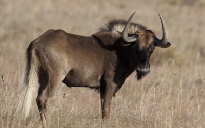 Hunting Wildebeest in Africa