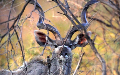 Issue January – March 2021