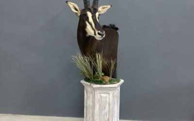 Taxidermist Feature: Marakalalo
