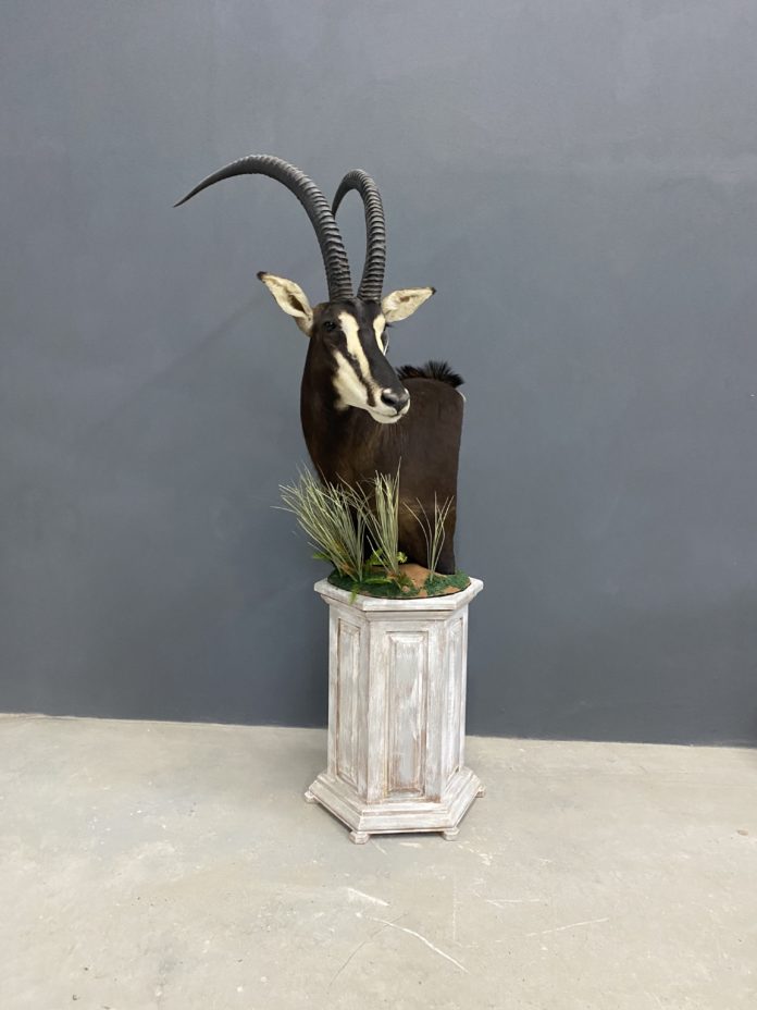 Taxidermist Feature: Marakalalo