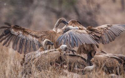 International Vulture Awareness Day 4 September 2021