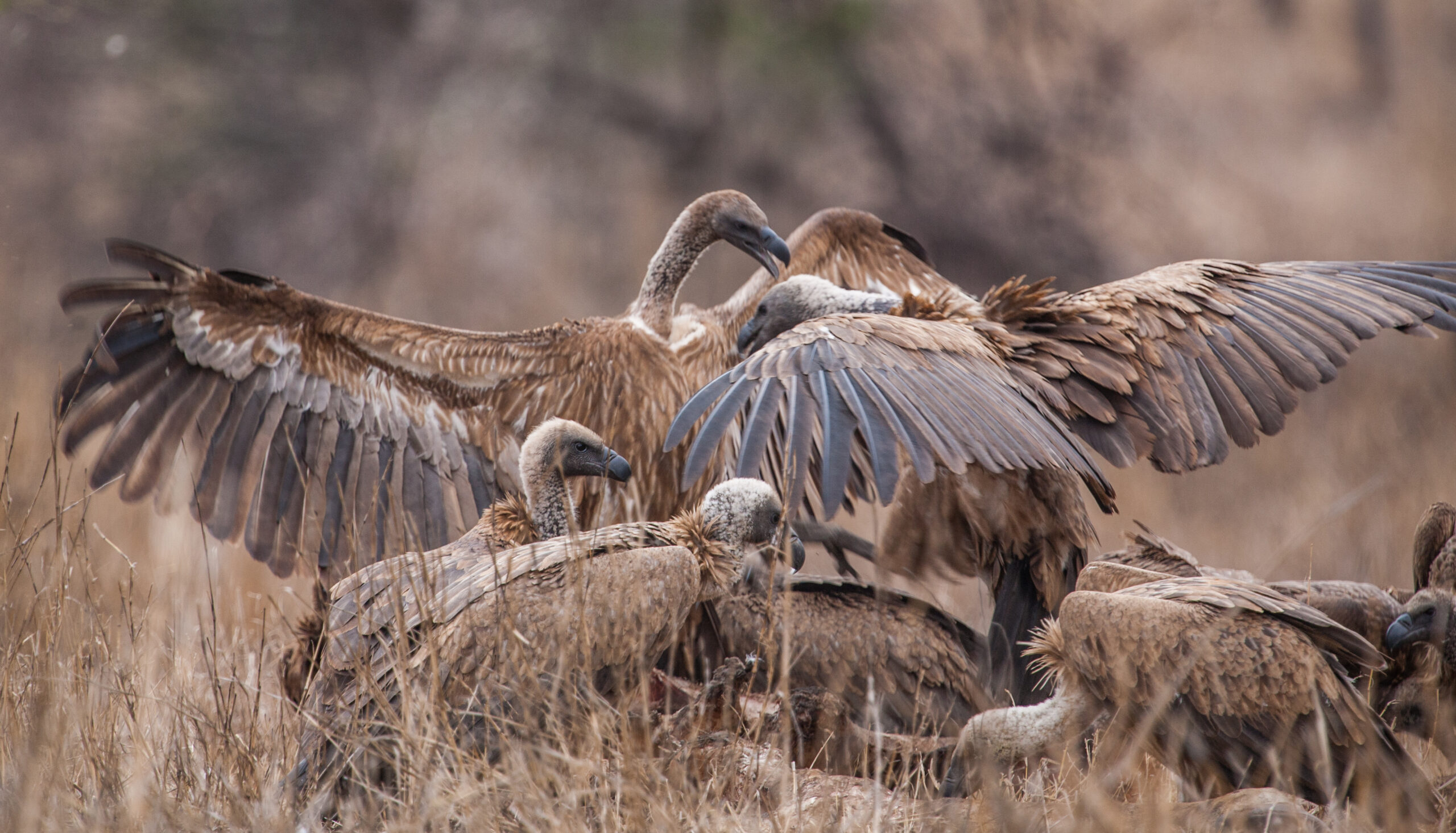 International Vulture Awareness Day 4 September 2021