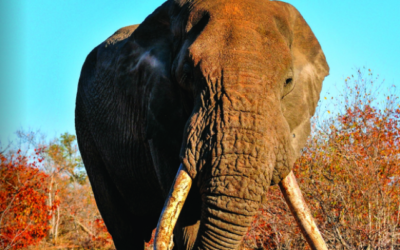 Issue January – March 2020