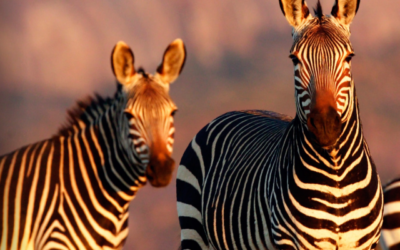 Issue April – June 2019