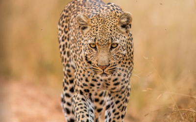 January – March 2017