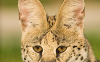 July – September 2018