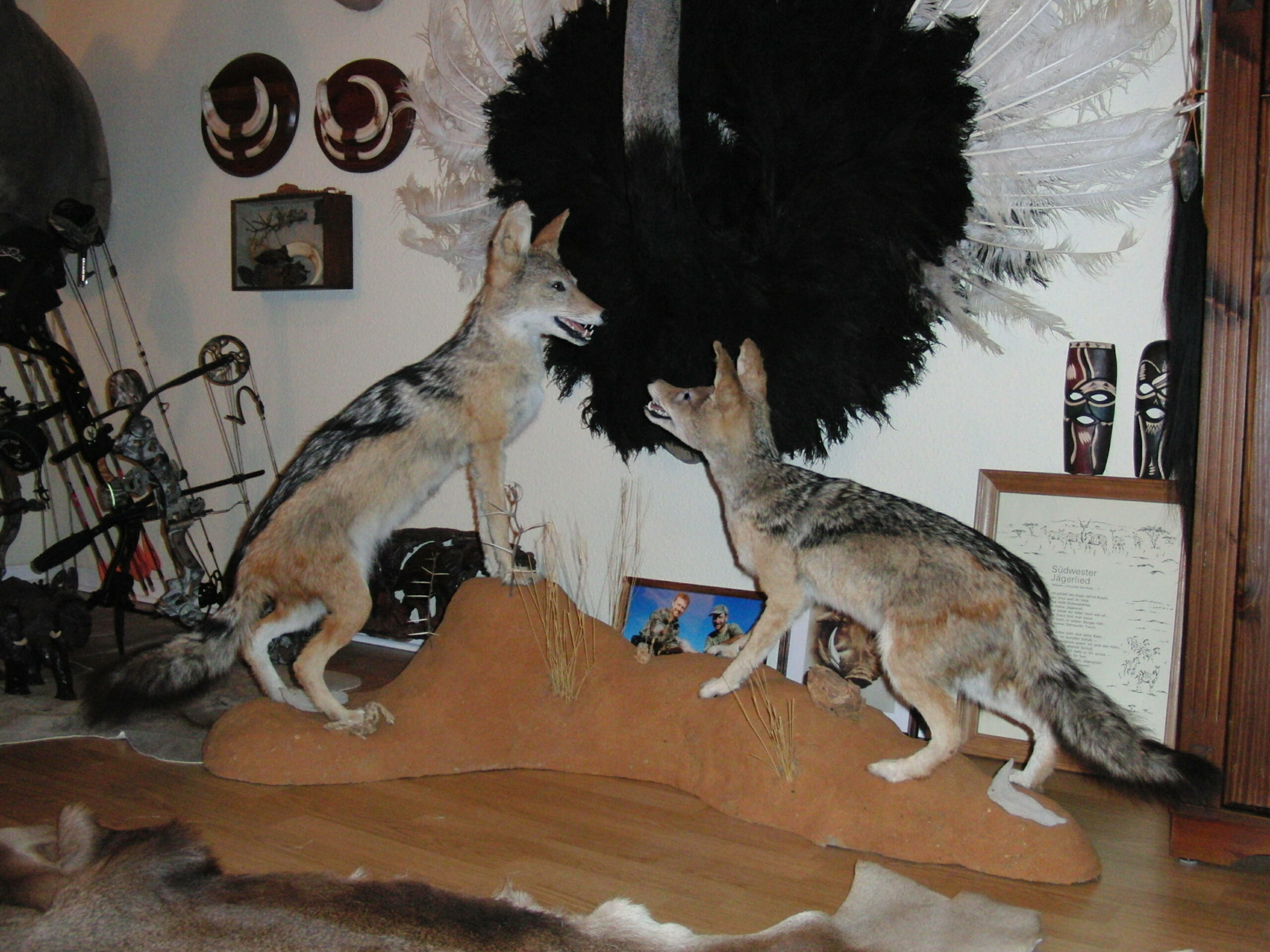 An encounter with black-backed jackals