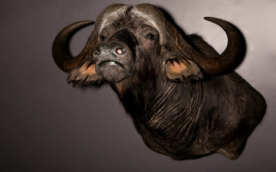 Taxidermist profile: Hunters Heart Taxidermy