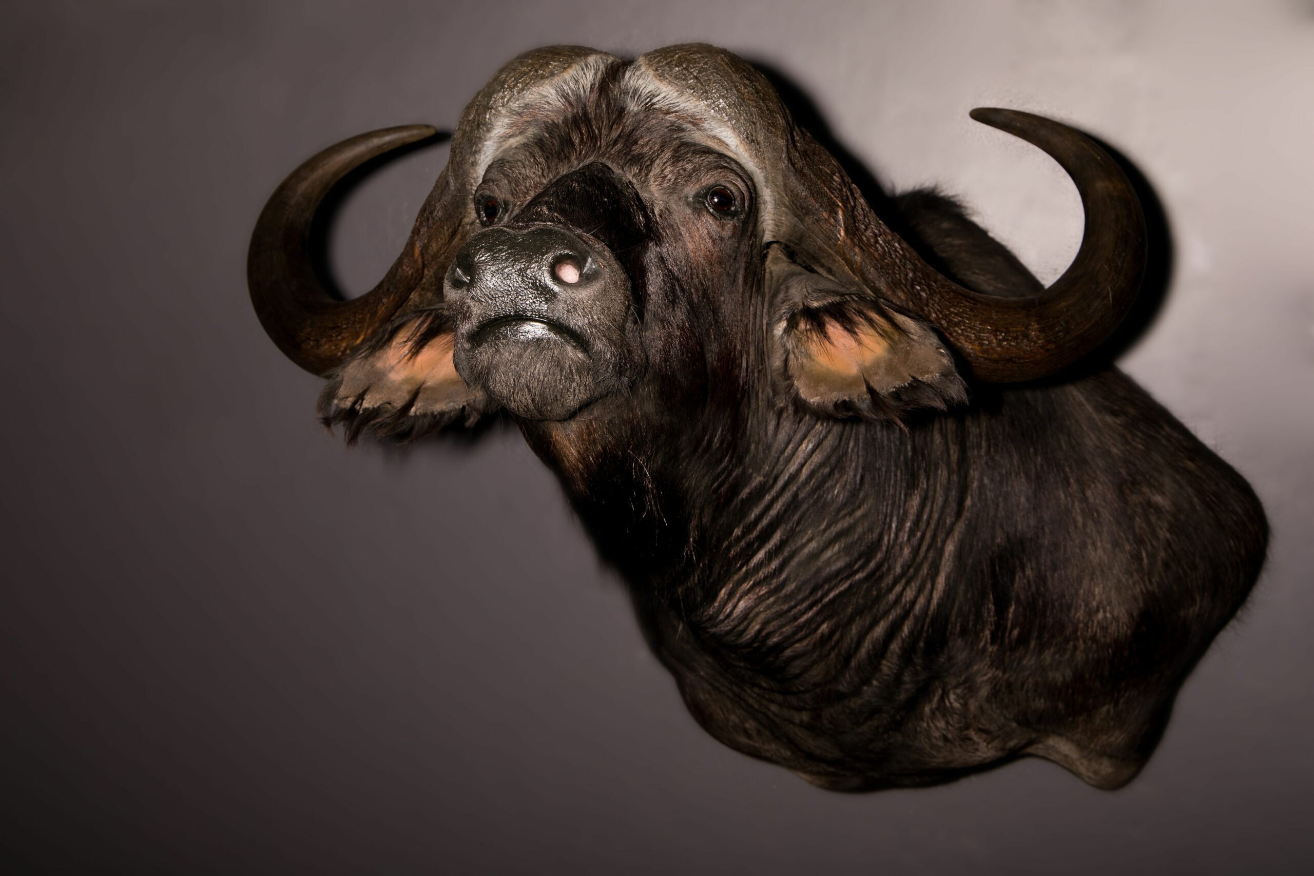 Taxidermist profile: Hunters Heart Taxidermy