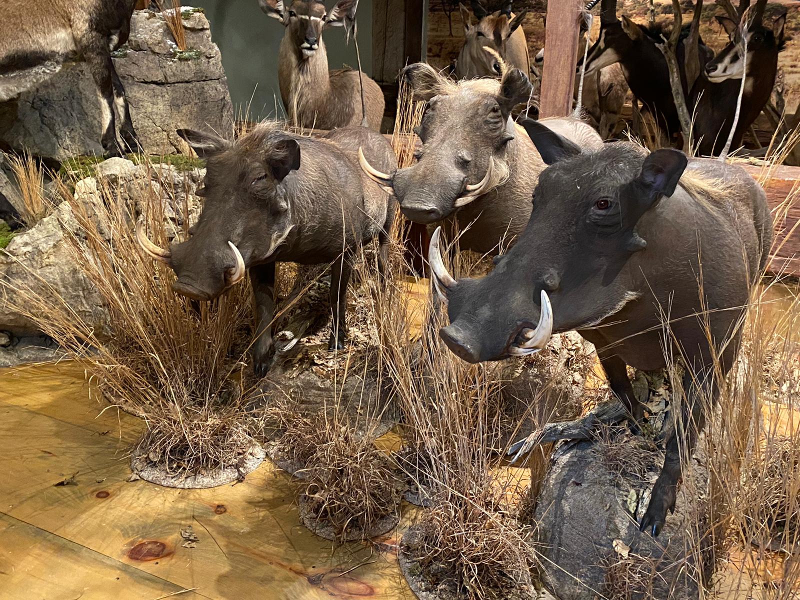 Taxidermist profile – Frank Zitz