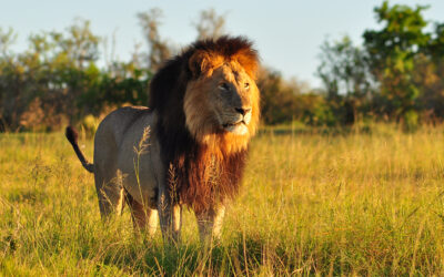 A Close Encounter With A Lion