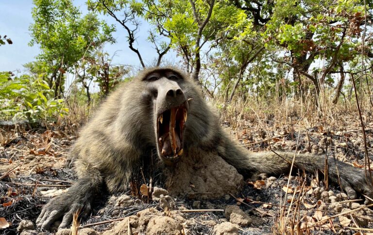 3c973b51 4cb3 4667 91f2 4a4a5d3e6389 768x485