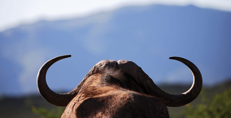 Back of Buffalo Head 768x392