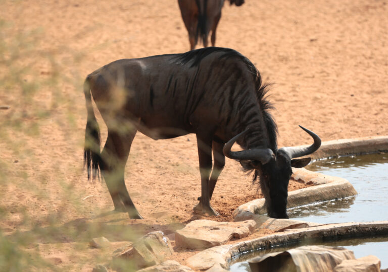 Blou WildebeestNBP 6896Used 768x540