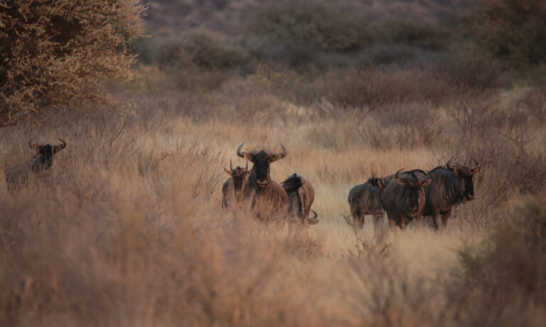 Blou WildebeestNBP 7702.JPGUsed 768x460