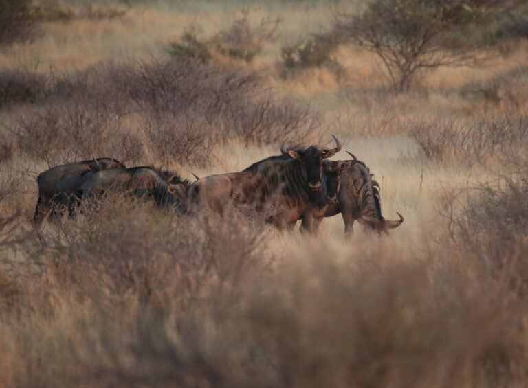 Blou WildebeestNBP 7707Used 768x565