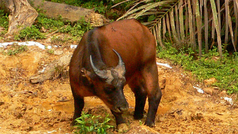 Bufalo V Juancho 768x432