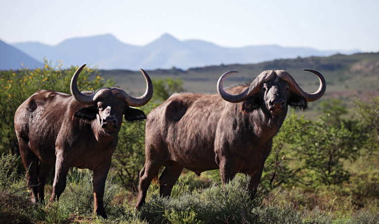 Buffalos 768x454