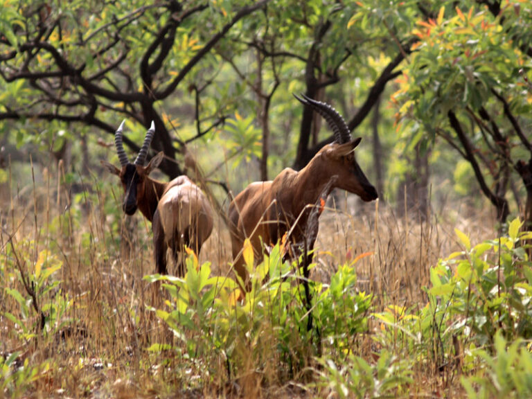 Calendario Damalisque 768x576
