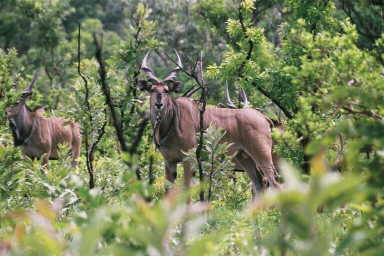 Cameroon Eland 768x513
