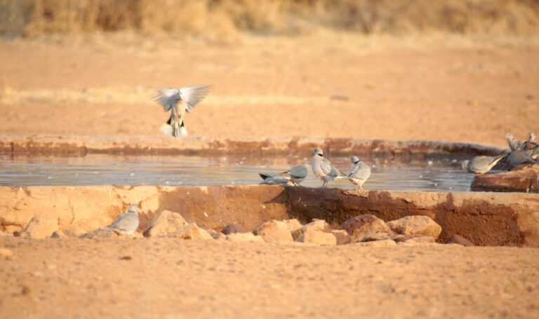 DuiweNBP 6665 768x455