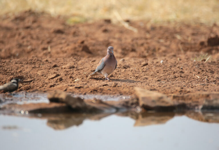 DuiweNBP 6830 768x528