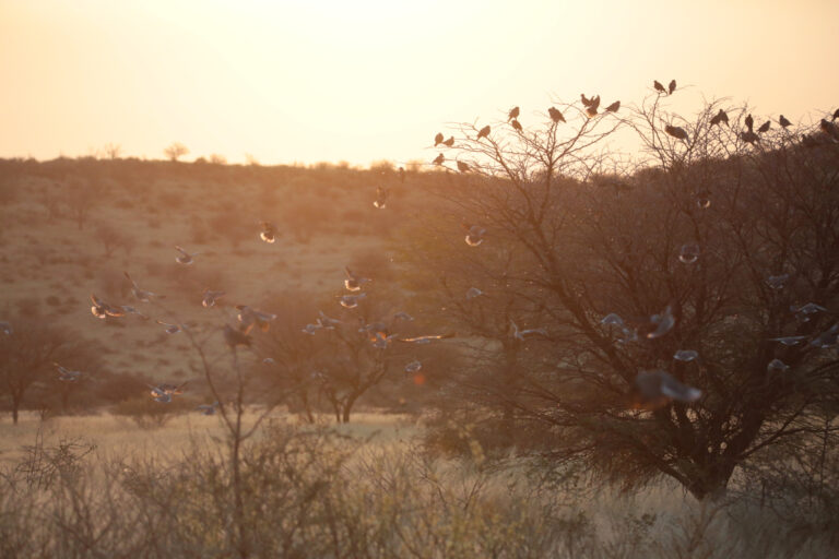 DuiweNBP 7735 768x512