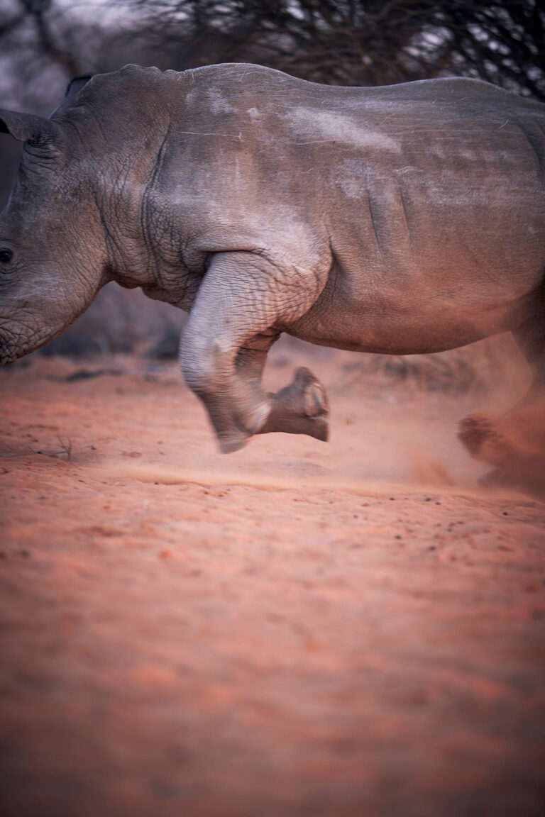 GRITMEDIA19 ARUSafaris 00552 768x1152
