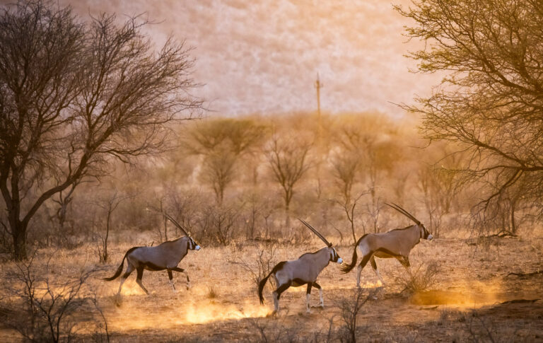 GRITMEDIA19 ARUSafaris 00782 768x485