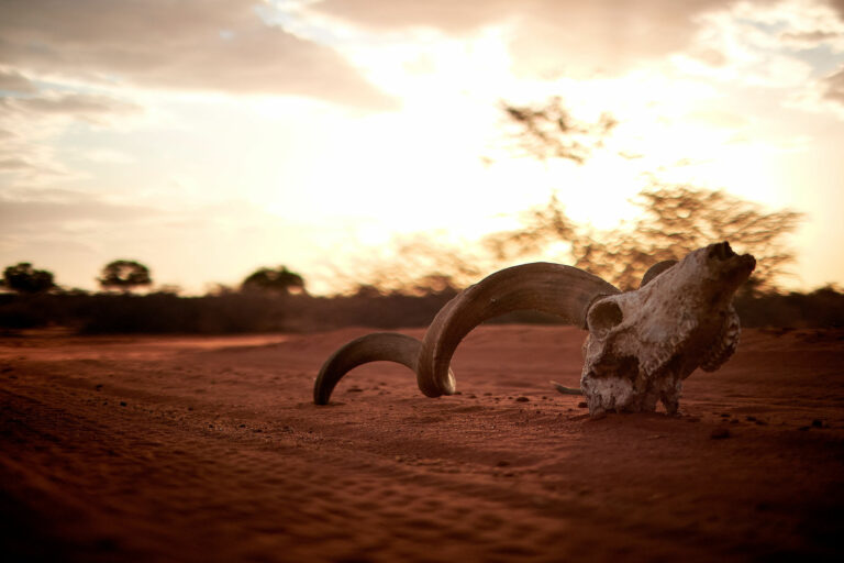 GRITMEDIA19 ARUSafaris 01286 768x512