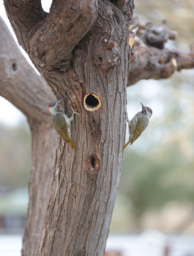 HoutkapperNBP 7362Used 768x1016