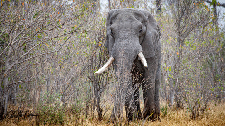 Johan Calitz 1 768x432