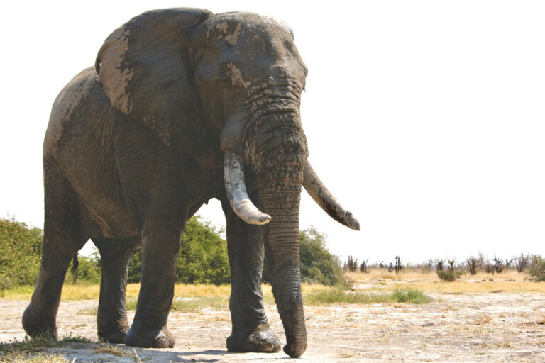 Johan Calitz 3 768x512