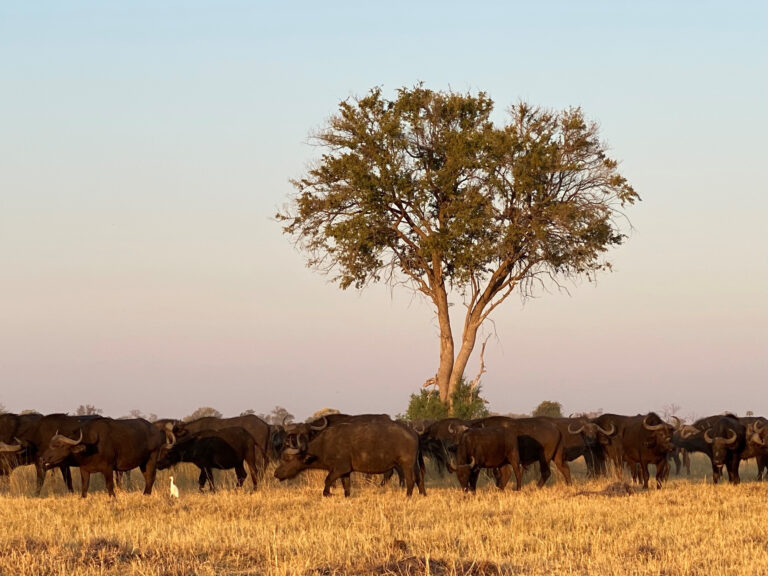 Johan Calitz 6 768x576