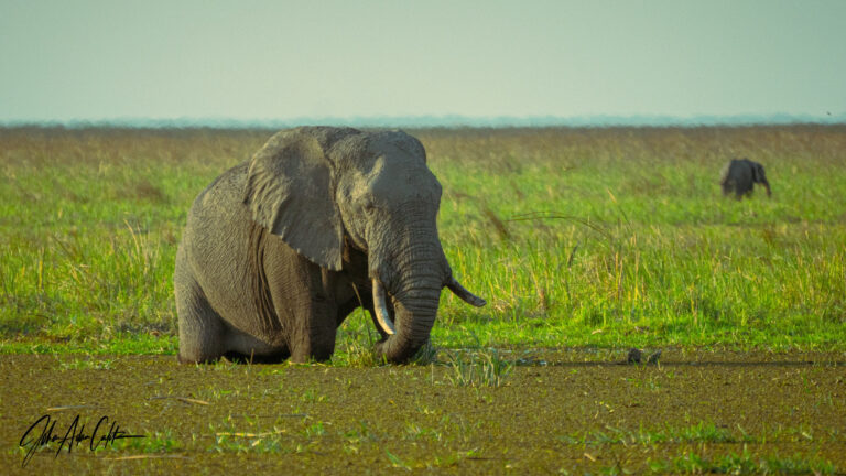 Johan Calitz 7 768x432